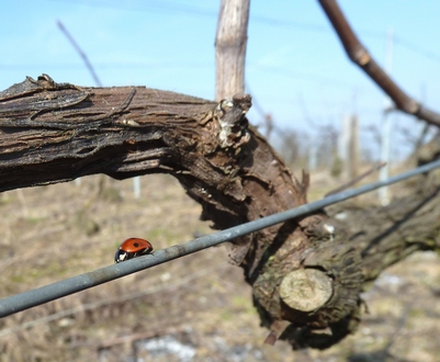 Printemps en Champagne - Coccinelle funambule - Spring in the vineyards in Champagne